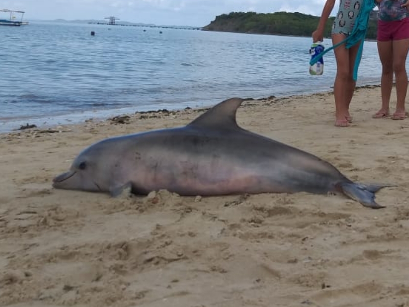 Filhote de golfinho é encontrado morto na praia de Tubarão