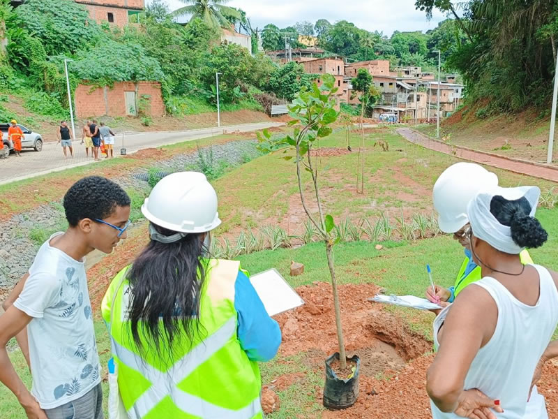 Novo Mané Dendê realiza plantio de mais de 200 mudas de árvores no Subúrbio