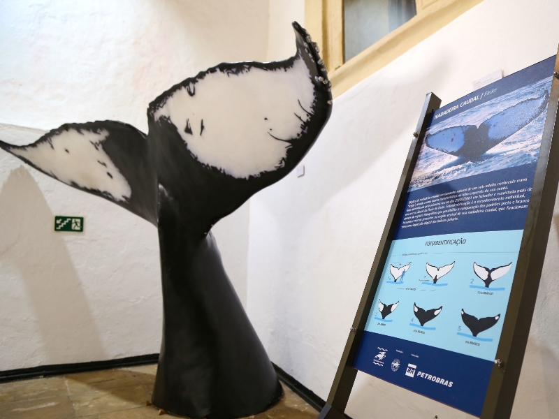 Parceria visa fomentar turismo de observação de baleias em Salvador
