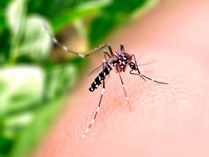 Alerta: Surto de chikungunya avança no Subúrbio