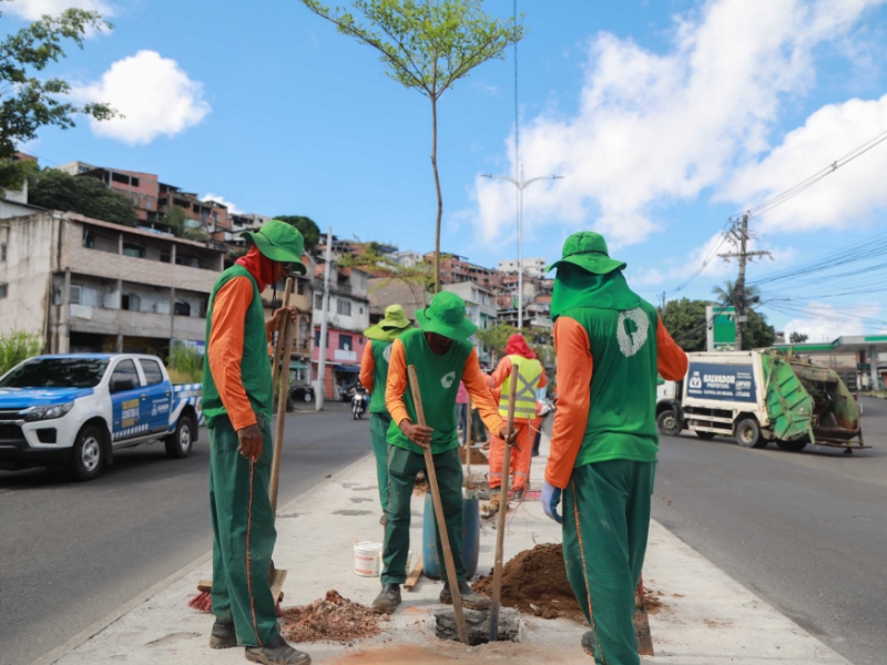 Prefeitura inicia plantio de 50 novas árvores na Avenida Suburbana