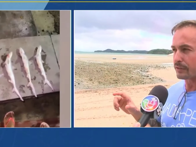 Biólogo explica presença de tubarões em São Tomé de Paripe