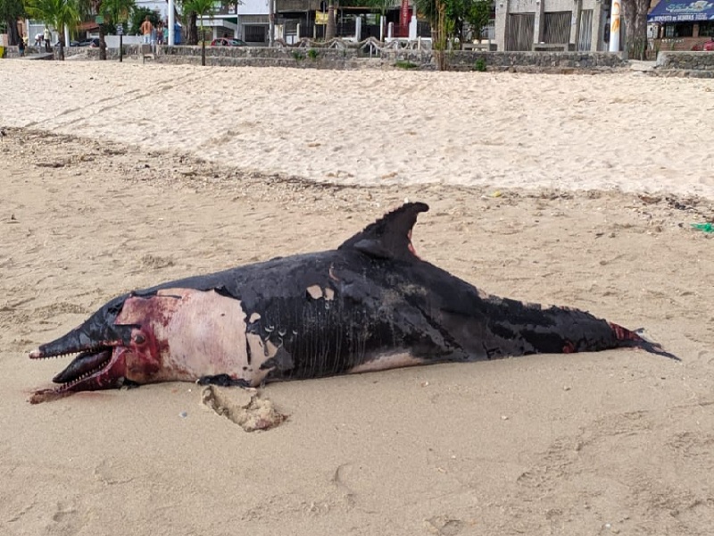 Golfinho é encontrado morto na Praia de São Tomé de Paripe