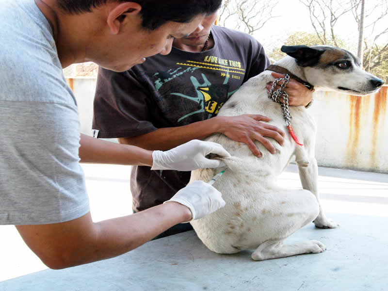 Prefeitura inicia Campanha de Vacinação de cães e gatos na modalidade drive-thru no Subúrbio