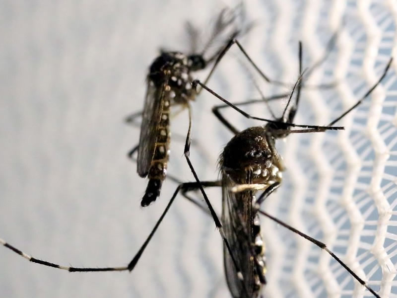 Butantan anuncia teste pré-clínico de vacina contra Zika em 2024