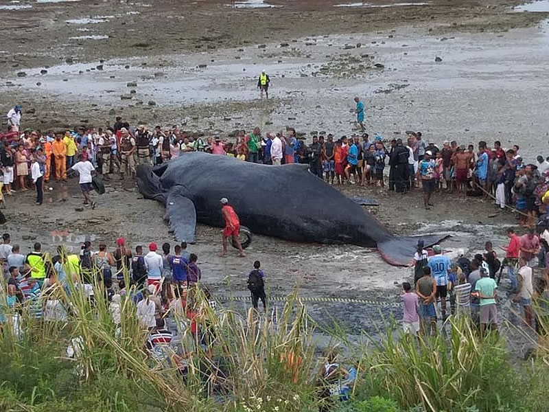 Corpo de baleia que encalhou e morreu em Coutos é transferido para Praia de Tubarão