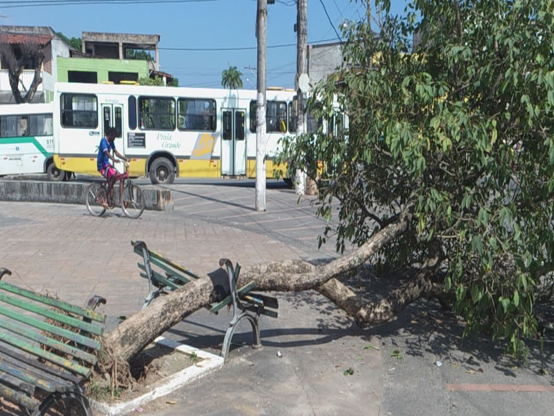 Árvore tomba na Praça em Paripe, durante treino de “Slackline”