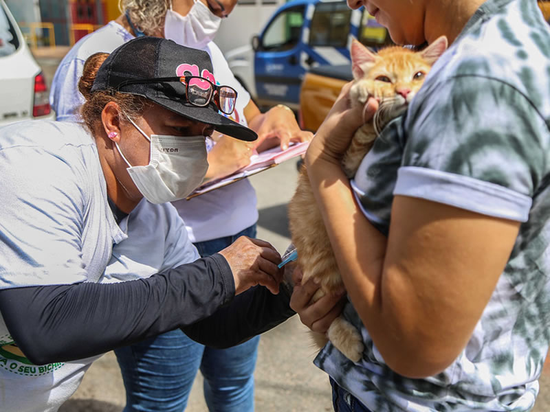 Ação do CCZ vacina cães e gatos através da busca ativa em Paripe