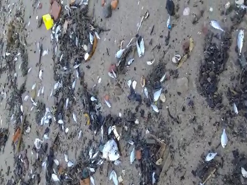 Peixes aparecem mortos na areia da praia de Paripe