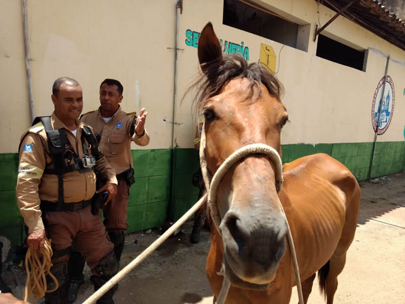 Transavador apreende cavalos soltos em via pública no Dique do Cabrito