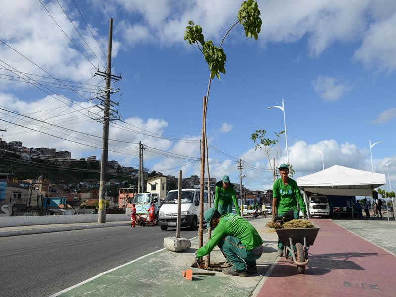 Suburbana Verde avança e mais 100 árvores serão plantadas 
