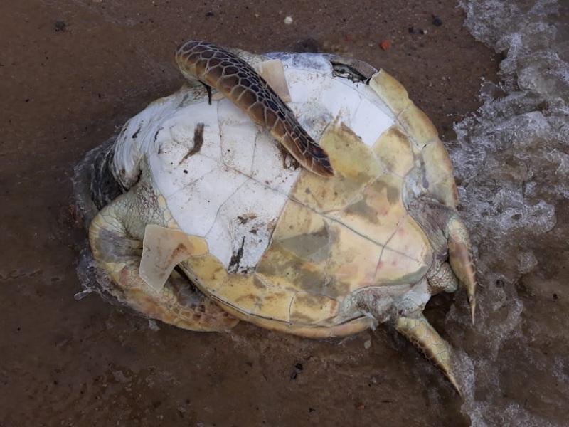 Tartaruga é encontrada morta na praia de Paripe