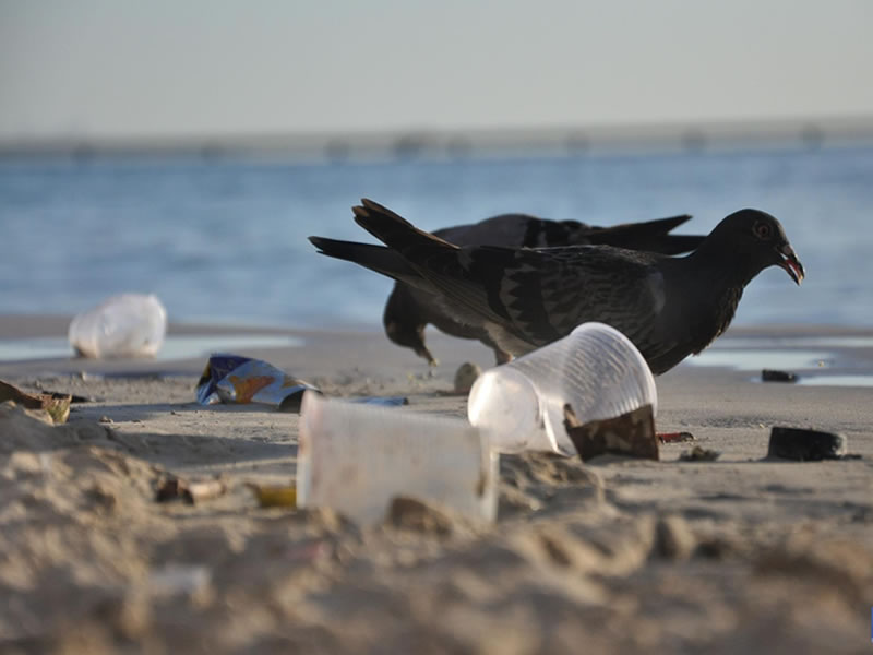 Mutirão de voluntários irá promover limpeza de praias e manguezais em Ilha de Maré