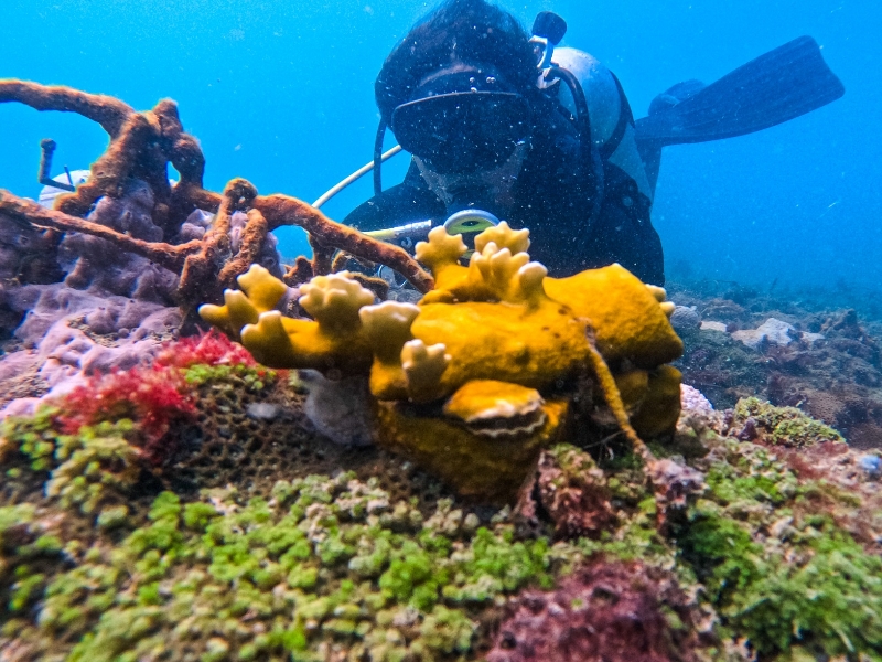 Jovens de Ilha de Maré aprendem a restaurar coral nativo da região