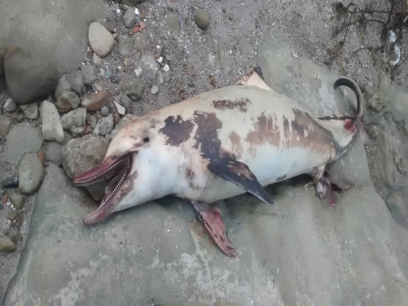 Golfinho é encontrado morto em Ilha de Maré