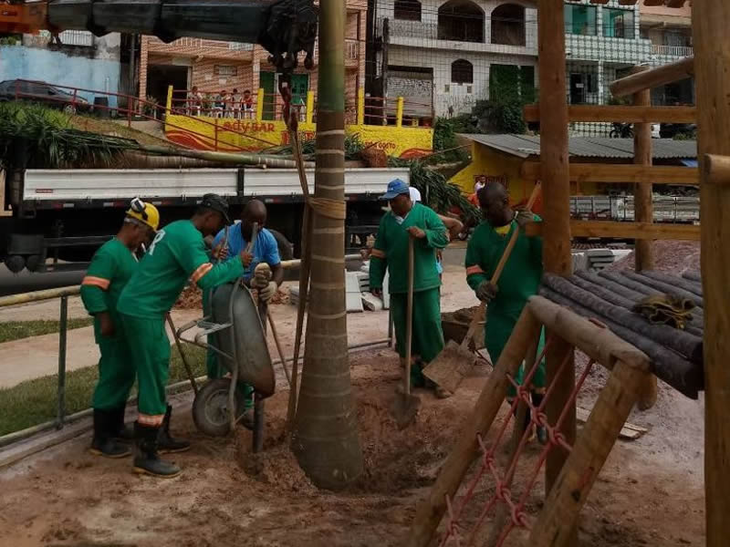 Dique do Cabrito ganha 20 palmeiras transplantadas 