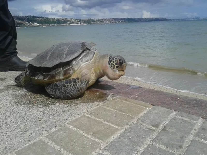 Tartaruga morta por jovem em Tubarão após ser encontrada na praia